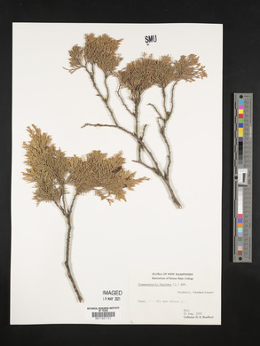 Chamaecyparis thyoides image