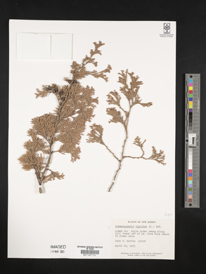 Chamaecyparis thyoides image