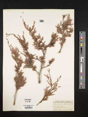 Chamaecyparis thyoides image
