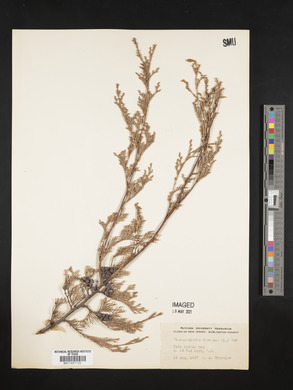 Chamaecyparis thyoides image