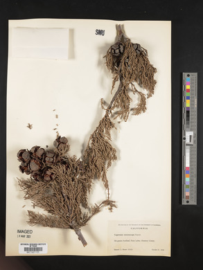 Cupressus macrocarpa image