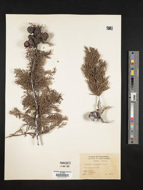 Cupressus macrocarpa image