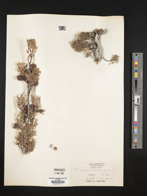Cupressus macnabiana image