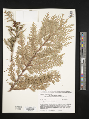 Chamaecyparis lawsoniana image