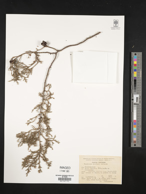 Cupressus lindleyi image