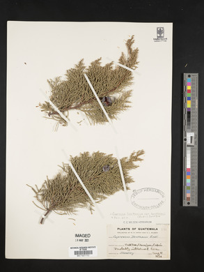 Cupressus lusitanica var. benthamii image