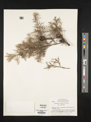 Cupressus lusitanica image