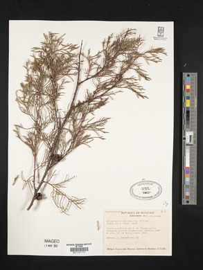 Cupressus lusitanica image