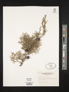 Cupressus lusitanica image