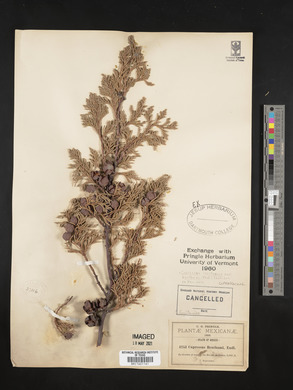 Cupressus lusitanica var. benthamii image