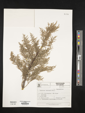 Cupressus lusitanica image