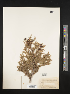 Cupressus arizonica image