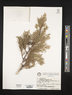 Cupressus arizonica image