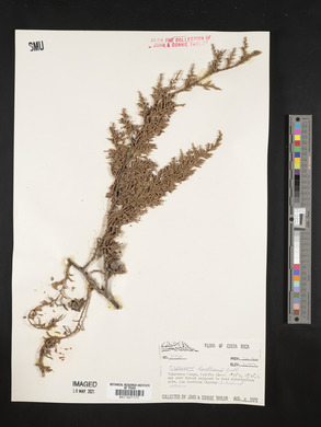 Cupressus lusitanica var. benthamii image