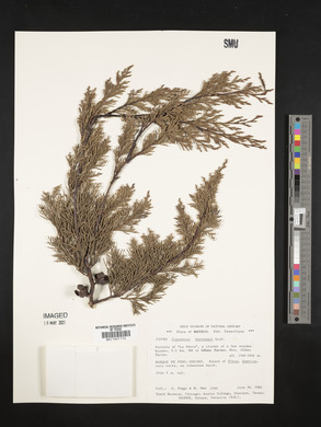 Cupressus lusitanica var. benthamii image