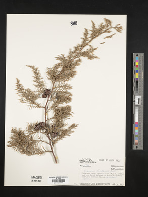 Cupressus lusitanica var. benthamii image