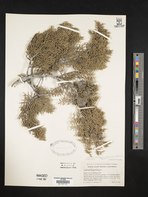 Cupressus sargentii image