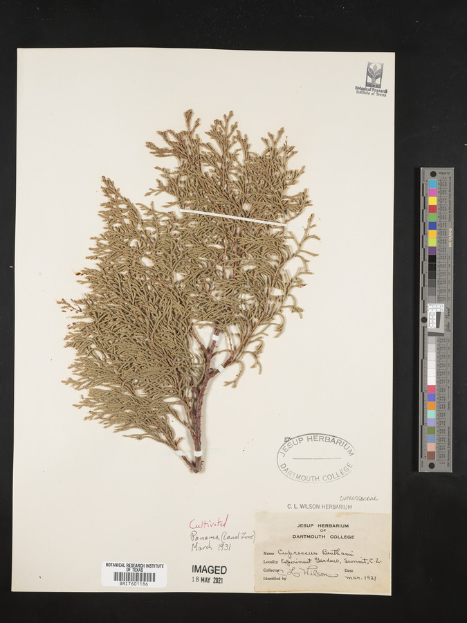 Cupressus benthami image