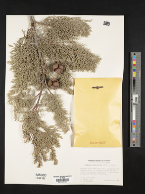 Cupressus macrocarpa image