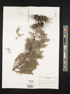 Cupressus macrocarpa image
