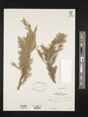 Cupressus sempervirens image