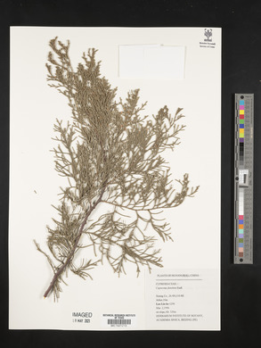 Cupressus funebris image