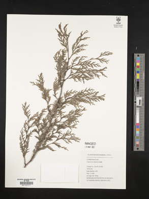 Cupressus funebris image