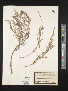 Cupressus funebris image