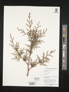 Cupressus macrocarpa image