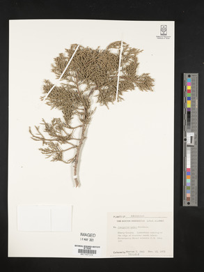 Juniperus ashei image