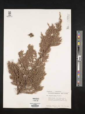 Juniperus ashei image
