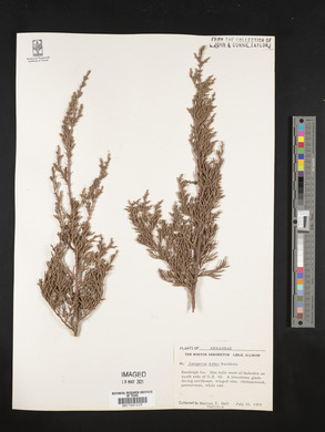 Juniperus ashei image