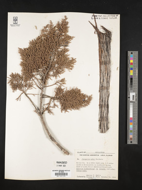 Juniperus ashei image