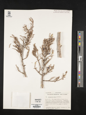 Juniperus ashei image