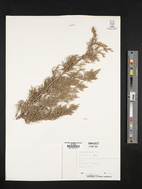 Juniperus ashei image