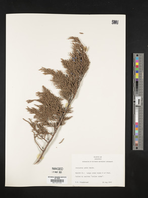 Juniperus ashei image