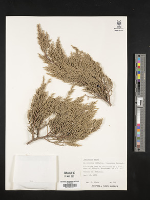 Juniperus ashei image