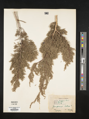 Juniperus ashei image