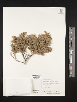 Juniperus ashei image