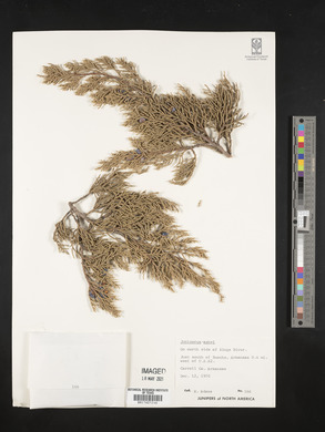 Juniperus ashei image