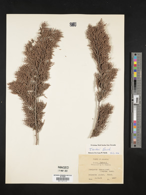 Juniperus ashei image