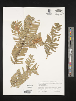 Cephalotaxus harringtonia image