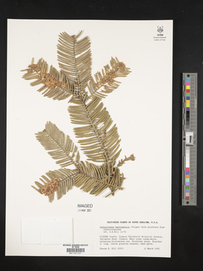 Cephalotaxus harringtonia image