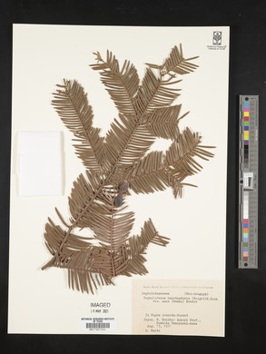 Cephalotaxus harringtonii image