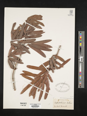Cephalotaxus fortunei image
