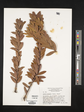 Agathis australis image