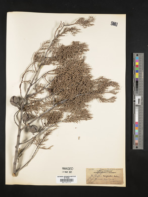 Cupressus sargentii image