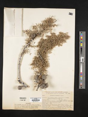 Cupressus sargentii image