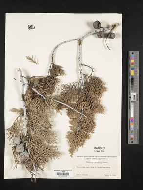 Cupressus sargentii image