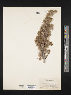 Juniperus communis var. saxatilis image